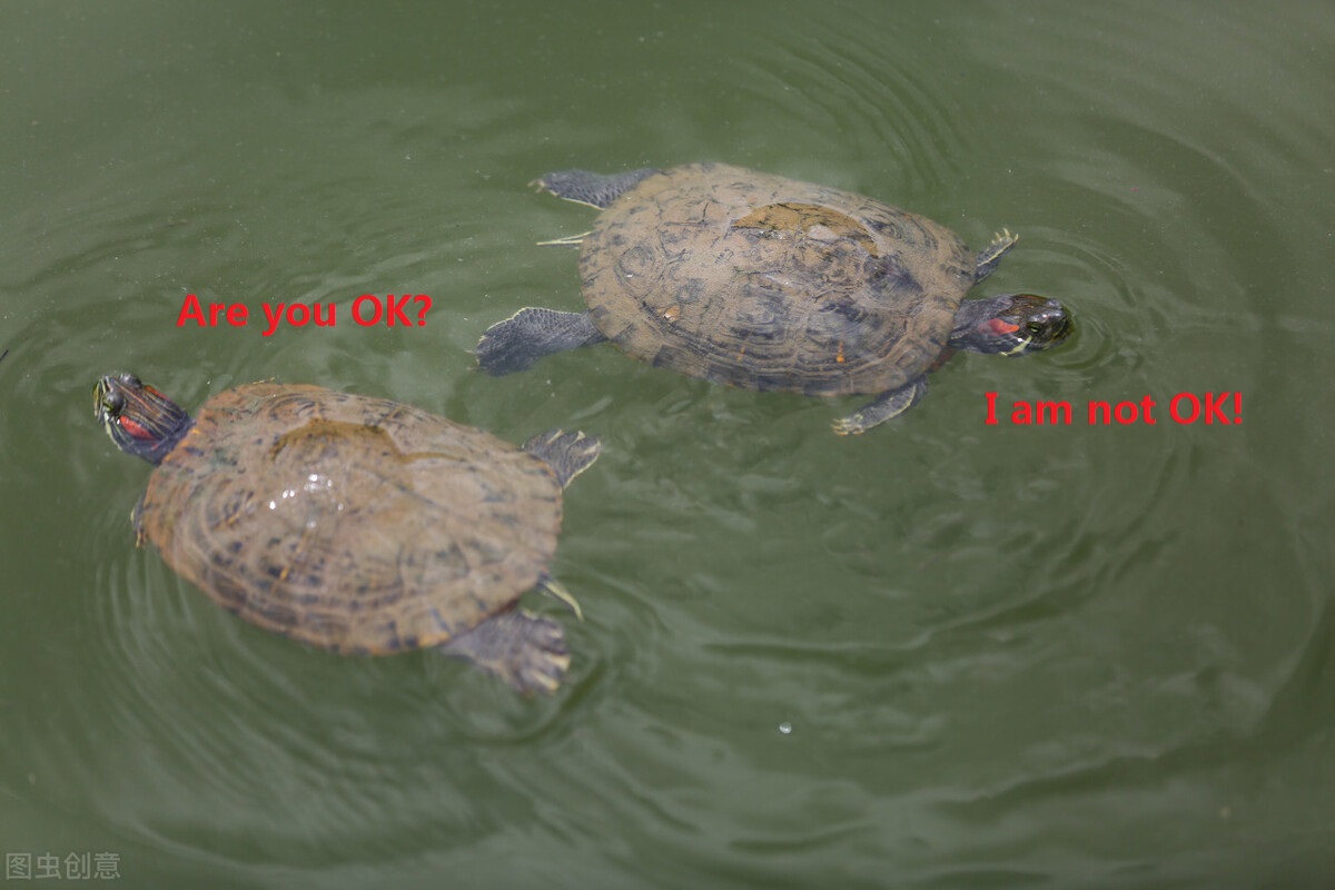 乌龟是怎么繁殖,乌龟是怎样繁殖下一代的