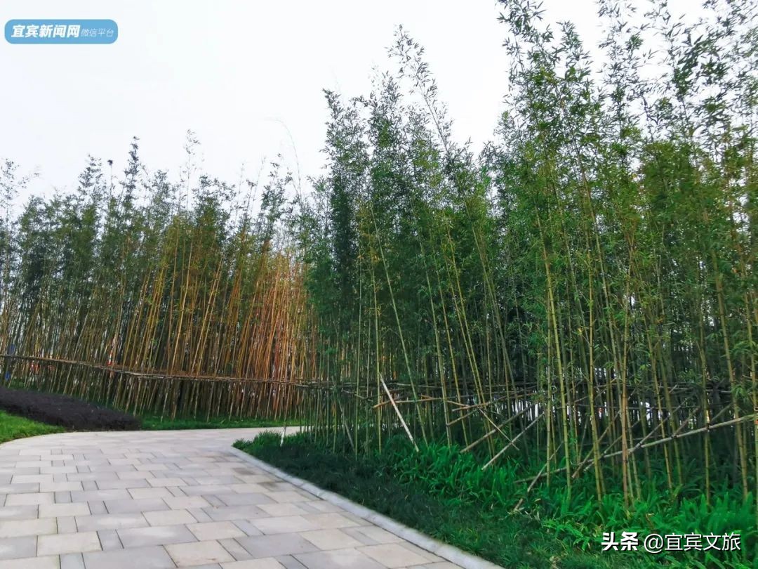 宜宾自然湿地公园,宜宾最漂亮的公园