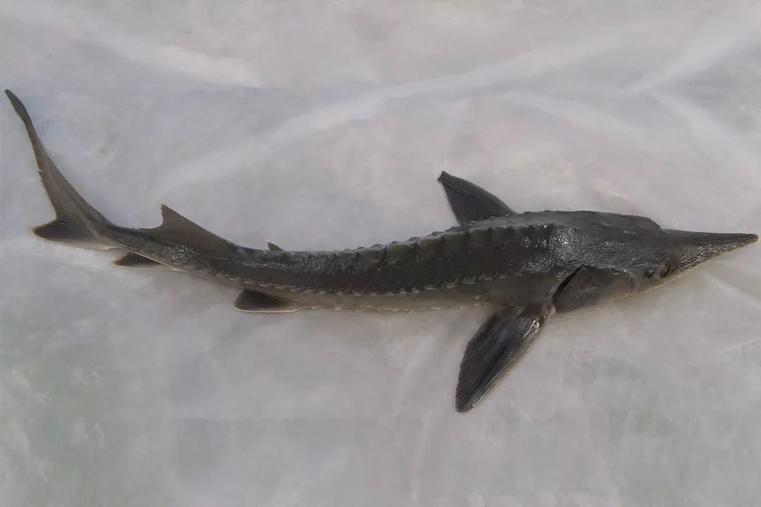 1.5亿年前的娃娃鱼，3000公里寻根的中华鲟，或因人类而灭绝