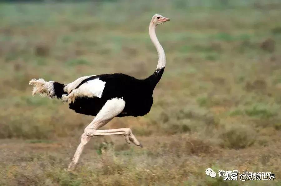 鸟类的产热结构,鸟类的结构特点有哪些