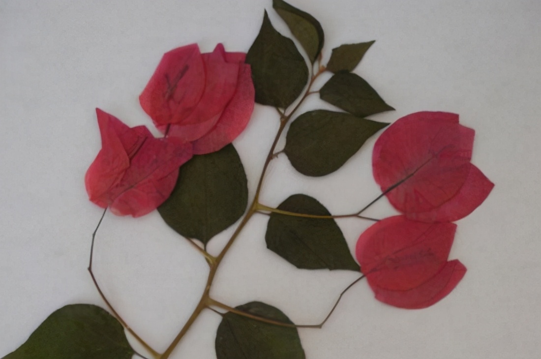 标本制作植物树叶,植物标本塑封制作方法