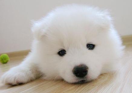 老年犬的日常保健视频,老年犬的饲养管理文章