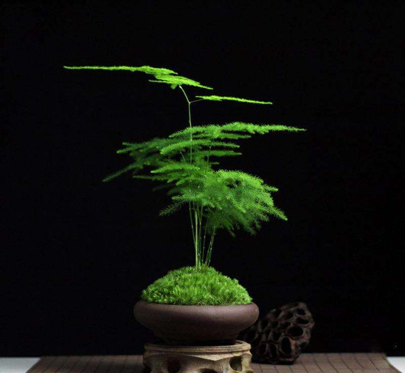 100种花语图解大全,100种象征着爱情的花的花语