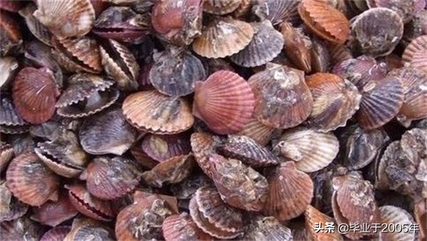 大连鱼市海鲜贝类品种,大连贝类海鲜图片大全