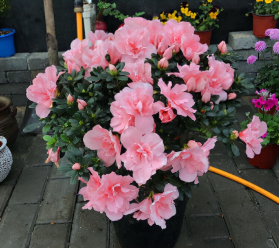 秋季刚栽种的杜鹃怎么施肥,杜鹃入手怎么养护