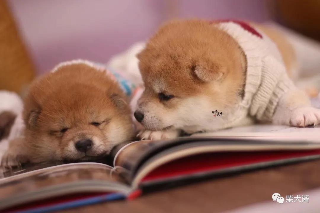 想买柴犬怎么才比较靠谱,想买正统的柴犬