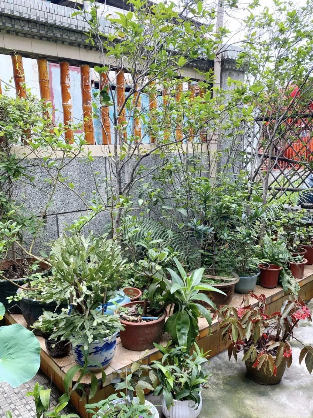 乐从附近哪家的烧鹅好吃,佛山顺德乐从烧鹅哪家店好