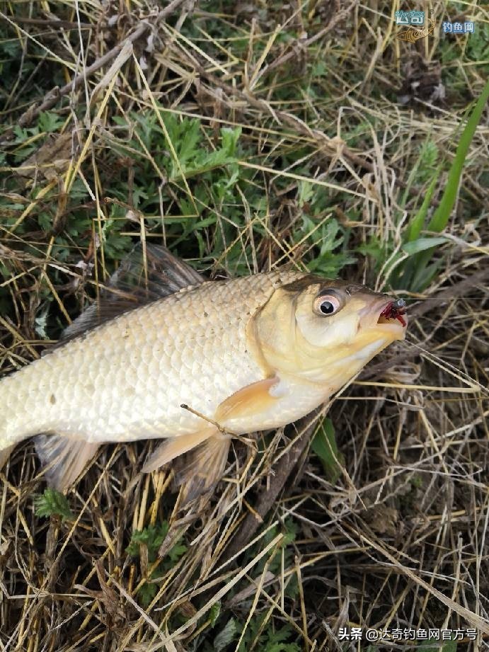 麦子钓野河鱼的最佳配方,野钓鲤鱼最诱鱼的酒米