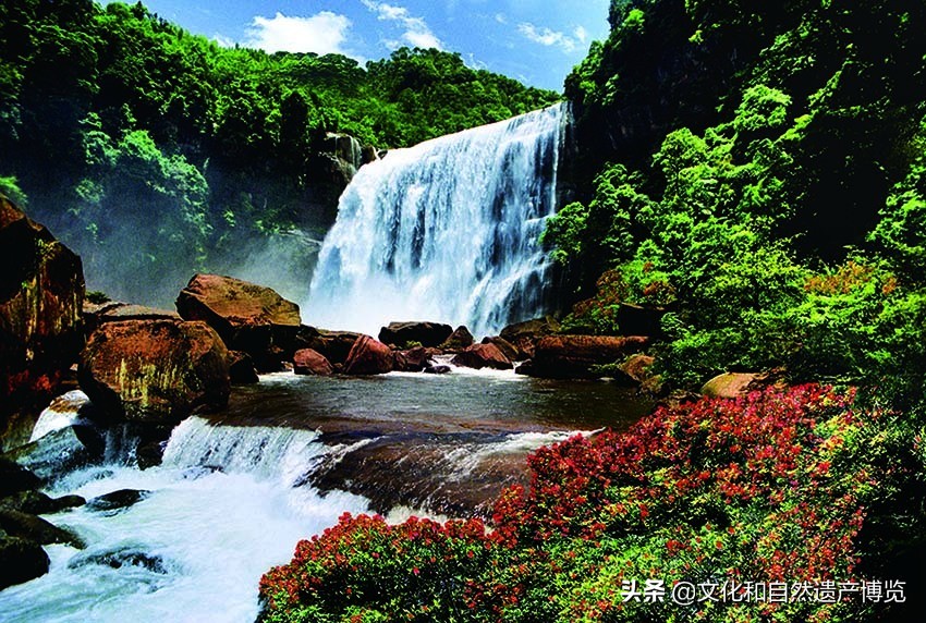 世界自然遗产赤水桫椤植物,赤水世界文化遗产