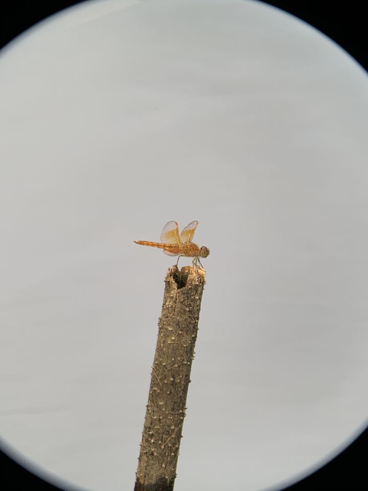 森林人单筒手机望远镜测试,iphonexr手机望远镜