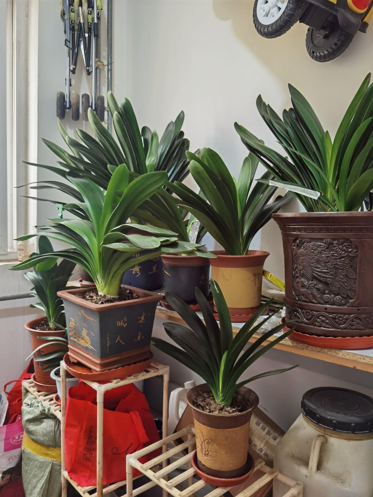 适合邻居养的十种花,养这7种花大人小孩都能养好