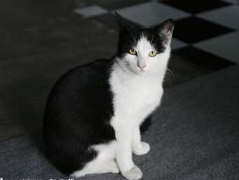 中华田园猫古代名称图鉴,古代人怎么挑选猫