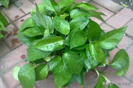 刚买回来的绿萝黄叶了？学会这几招，轻松绿回来，叶比巴掌大