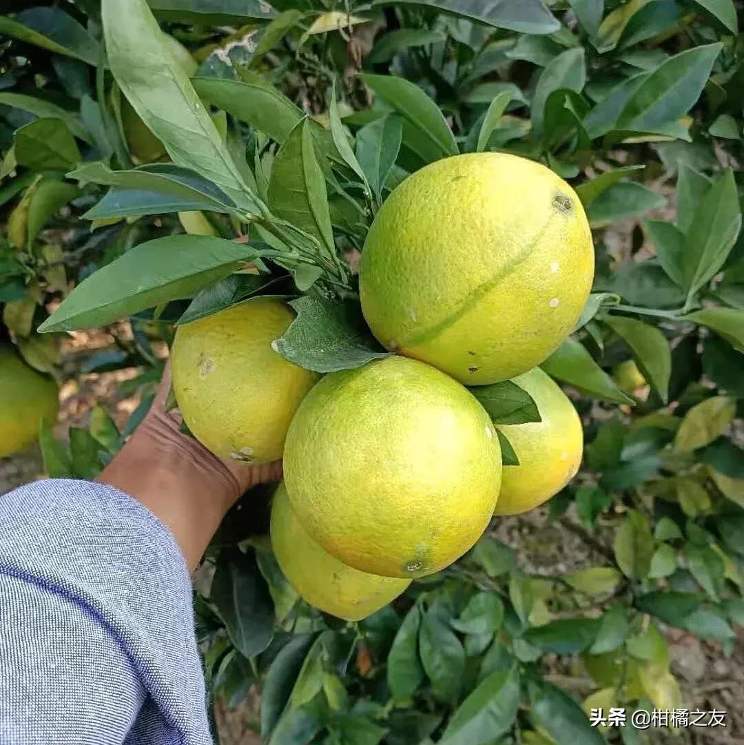 今天沙糖桔收购价多少,金秋砂糖桔目前价格行情