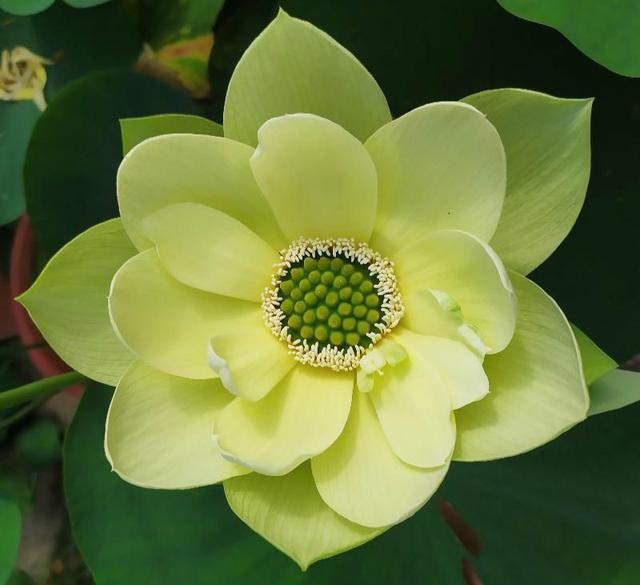 碗莲的种植方法和养护过程,碗莲种植方法全过程无土