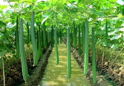 丝瓜水价格,丝瓜茎汁液的价值