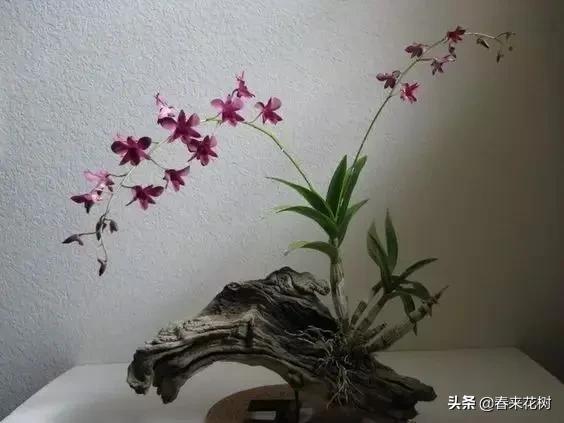 绚烂多彩的神奇植物,一种特别神奇的植物