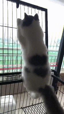 沙雕动画笑死合集,2019年沙雕新闻大合集