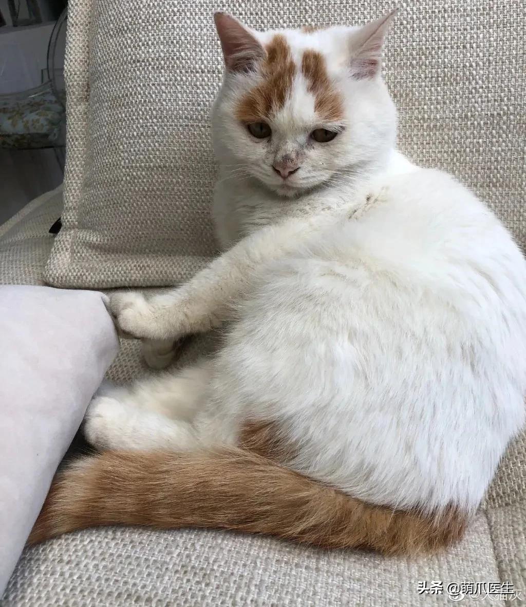 全网最可爱猫整天撒娇卖萌,全网最委屈的猫