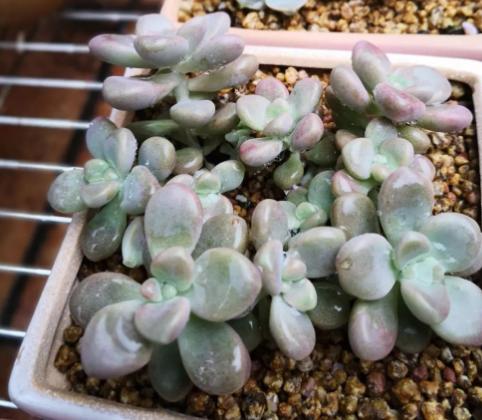 煤渣种花有什么好处,煤渣养花有营养