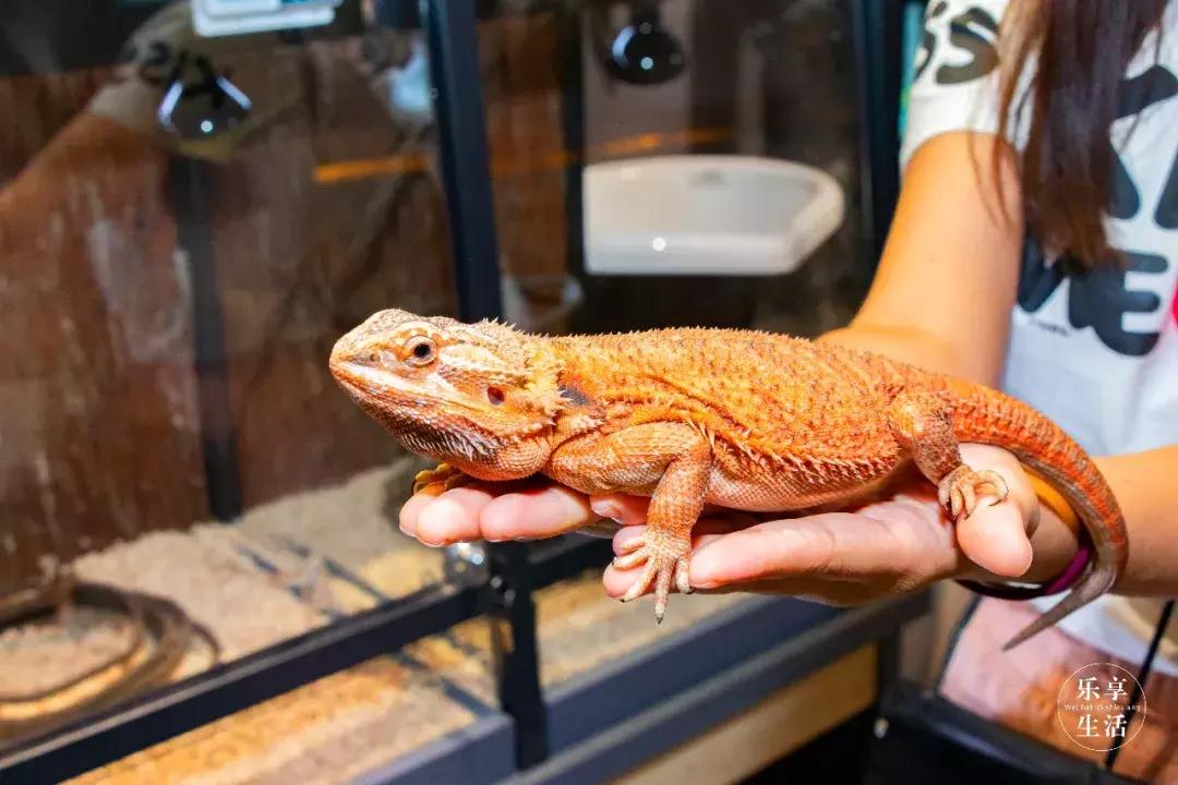 39.9元羊驼,羊驼门票抖音团购