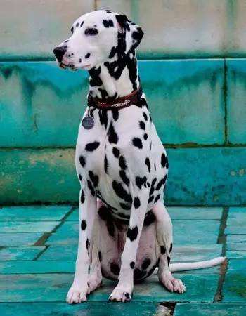 小北京犬宠物狗品种图片大全,常见宠物狗的品种大全及图片