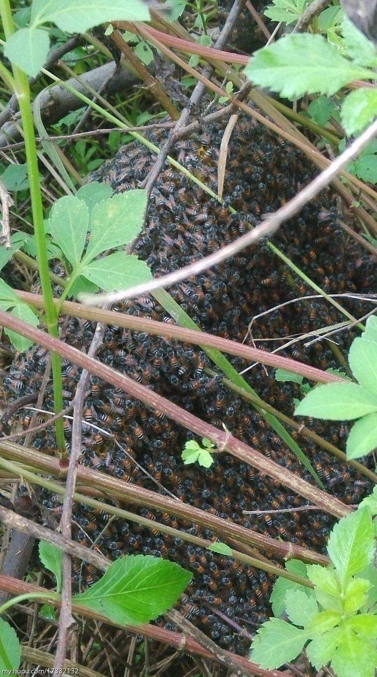 寻找野生蜜蜂教程,寻找蜜蜂老巢绝招
