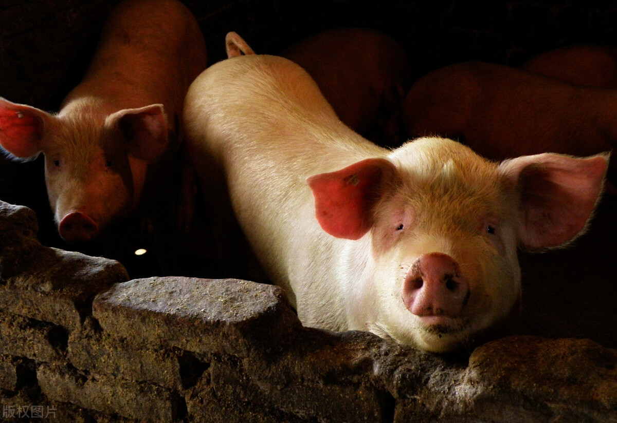 猪场发生好多母猪流产是什么原因,猪场出现母猪死亡原因