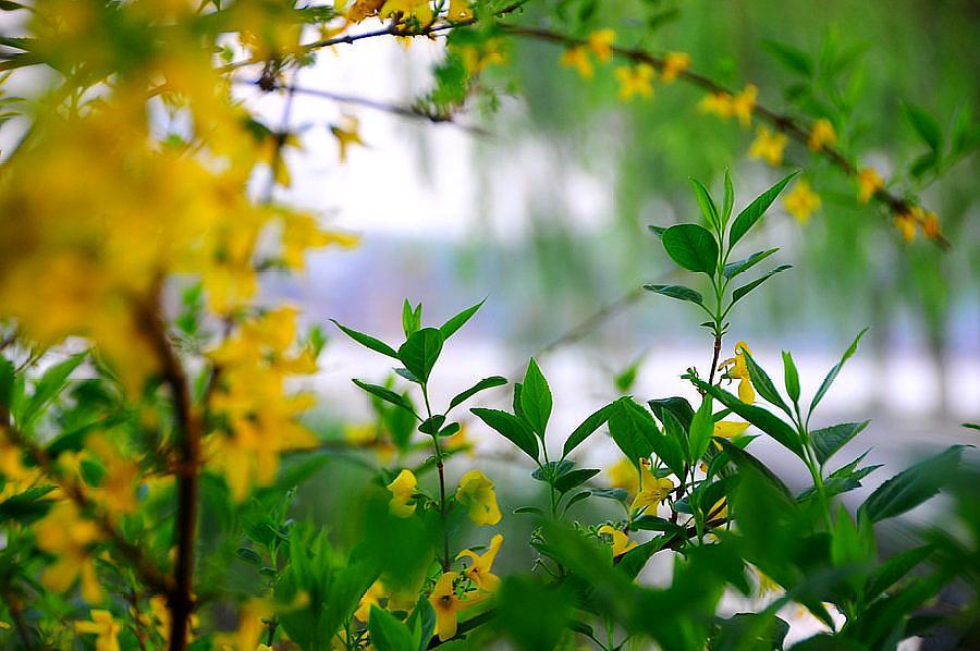 红楼梦葬花吟花谢花飞花满天,葬花吟黛玉葬花红楼梦