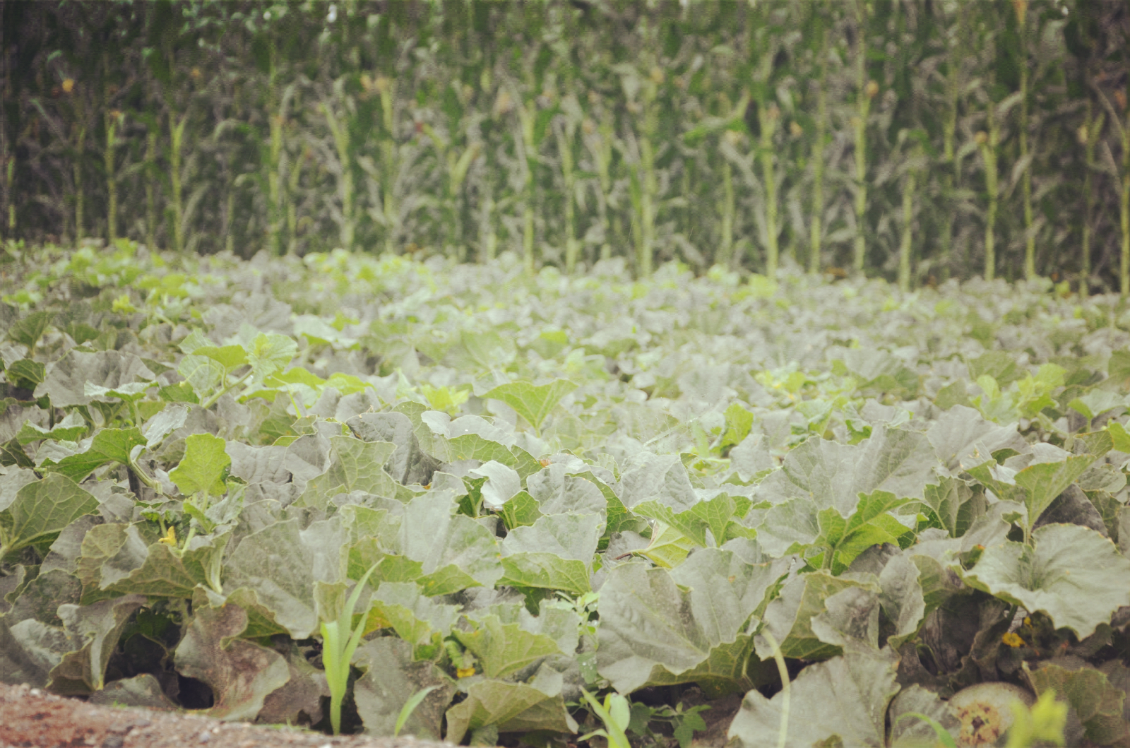 都热成什么亚子啦！网友：39℃的天，我只想来口蜜瓜压压惊