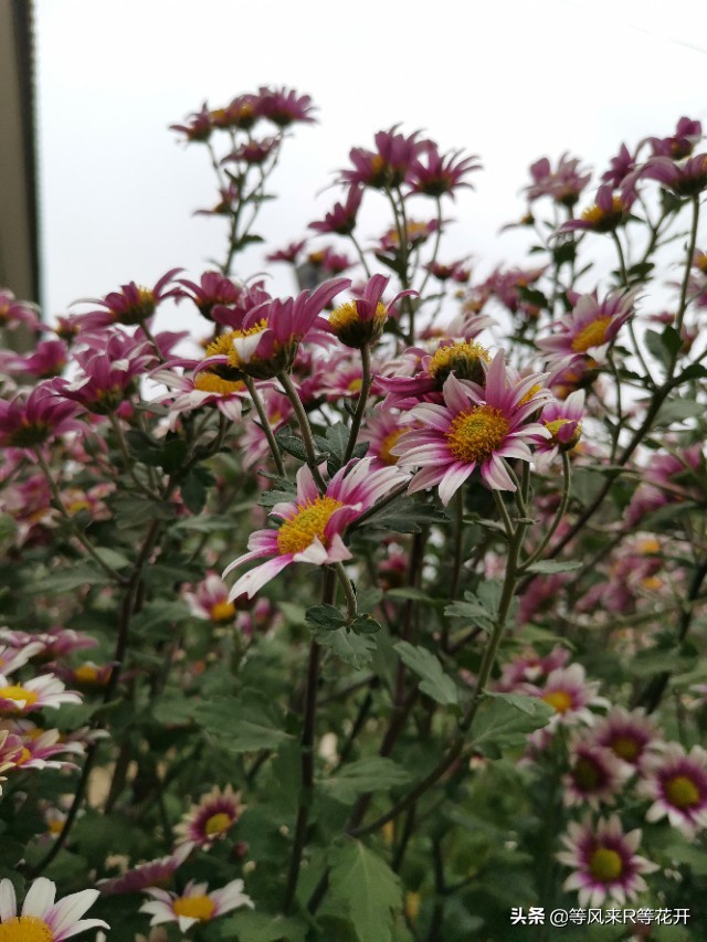 来自“神苗”的问候，记我与宿迁苗的相爱相杀—菊花