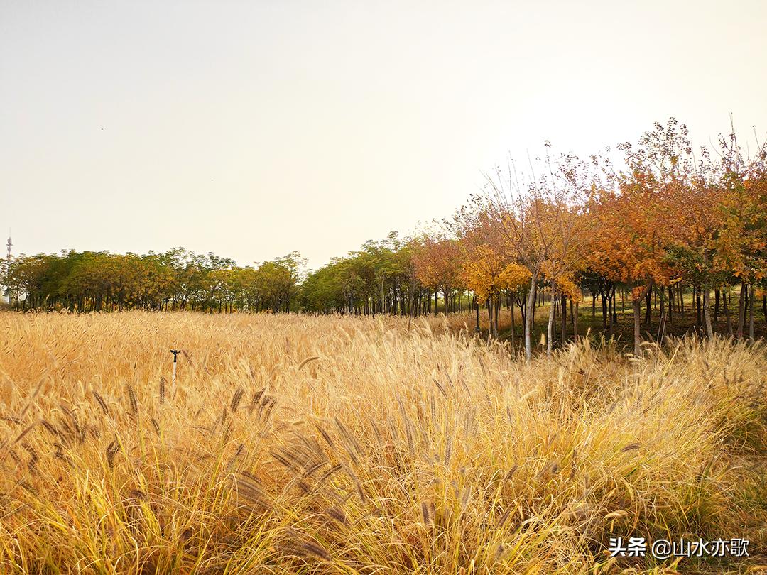 石家庄滹沱河生态区风景如画,石家庄市滹沱河美景