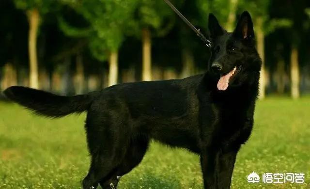 狼犬的故事,狼犬一般有多高