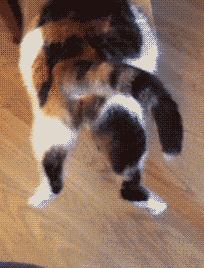 猫咪在地上蜷缩翻滚,猫咪在屋顶的视频