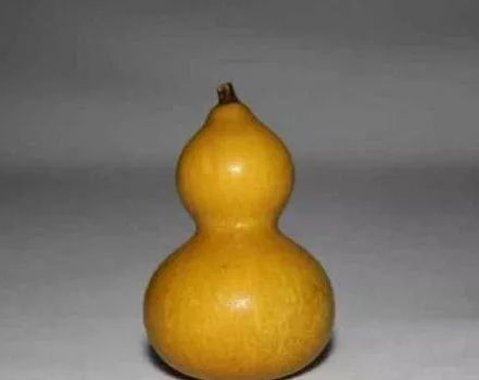 文玩葫芦有什么病害,文玩葫芦的正确玩法