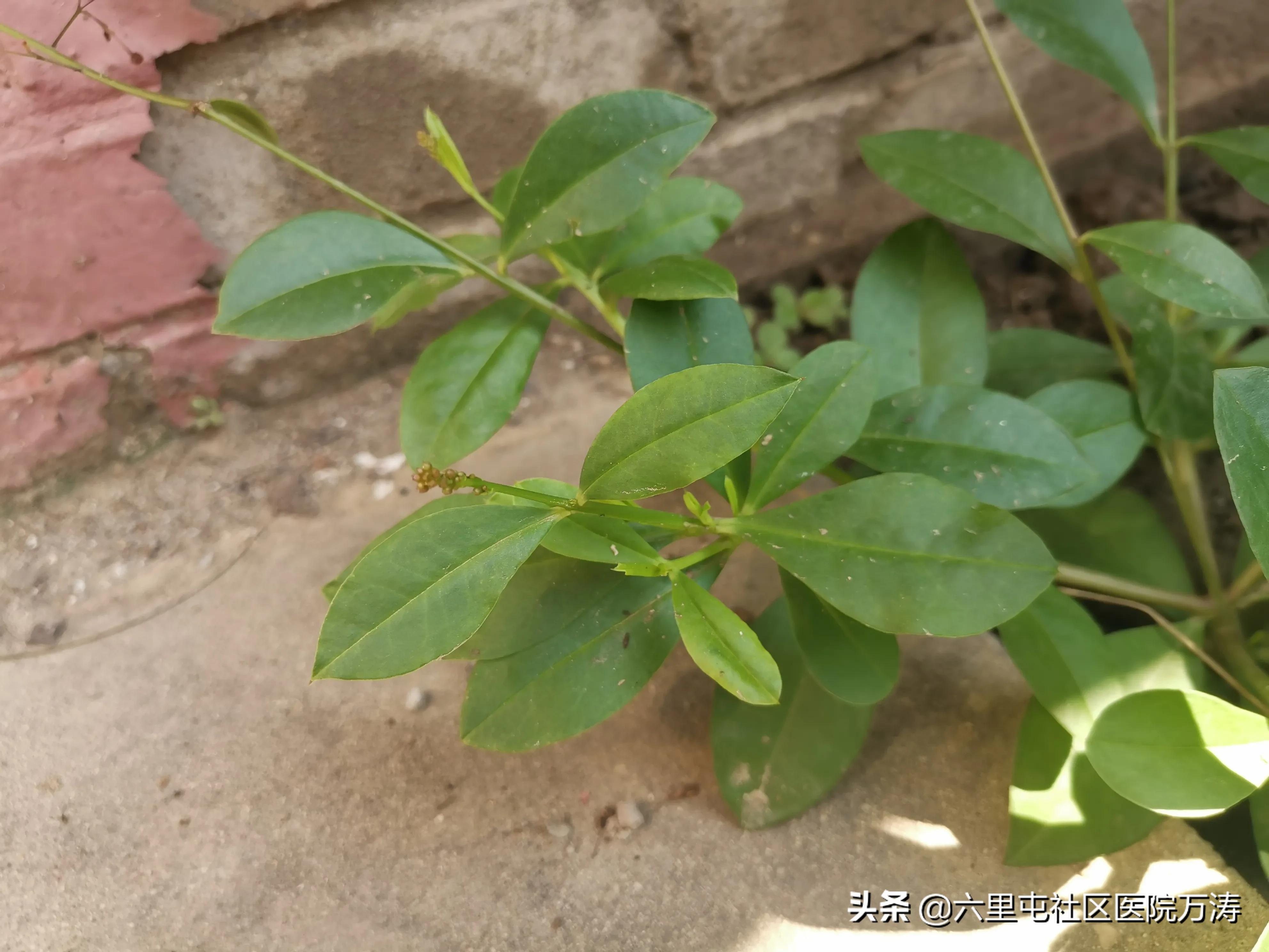 中药材假人参,中药红人参