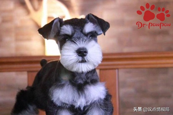 普安特狗狗外驱药怎么用,普安特狗狗药浴的用法