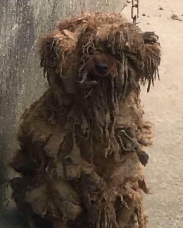 泰迪老是毛发打结怎么办,泰迪毛发打结