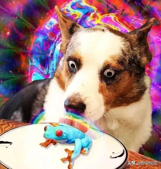 澳洲的蛤蟆有哪些,澳洲蛤蟆泛滥成灾