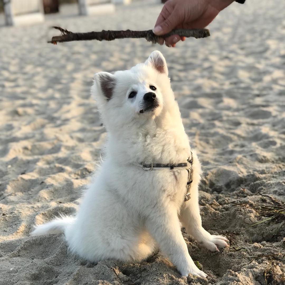 与狗相处的注意事项,与狗玩耍的忌讳