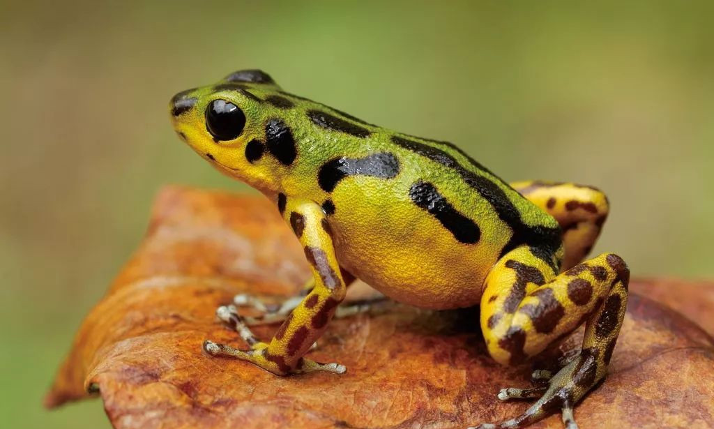 军用毒剂有哪些用途,常见军事毒剂