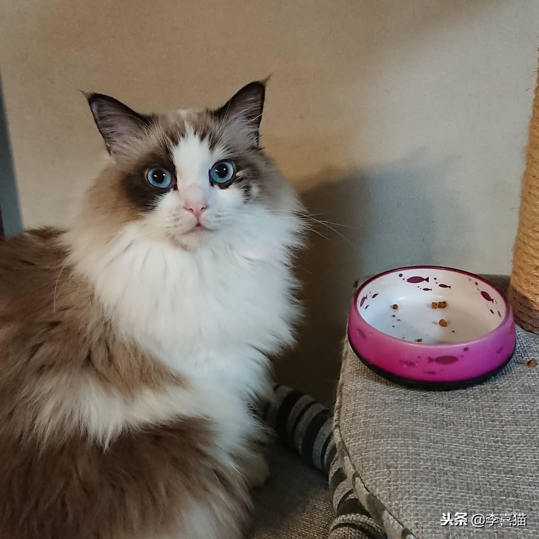 猫咪怀孕铲屎官要怎么办,猫咪怀孕生娃吃什么