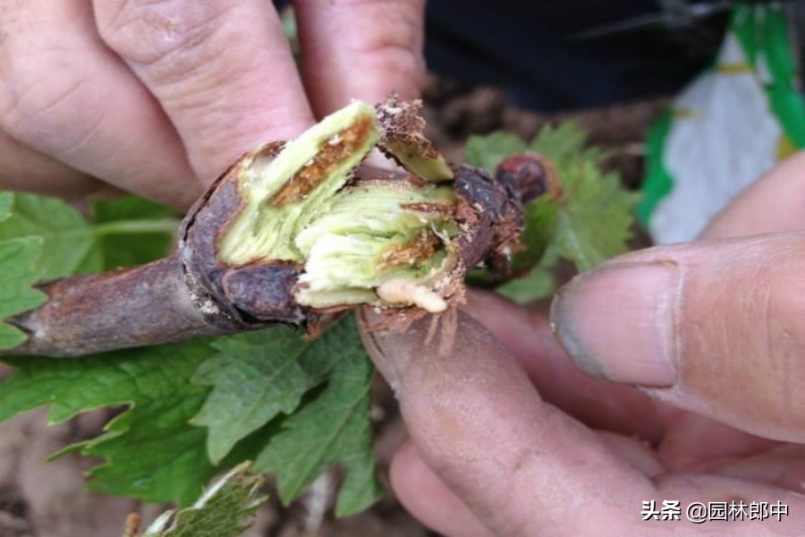 树底下掉一堆木屑是什么虫害,树木蛀干害虫有哪些