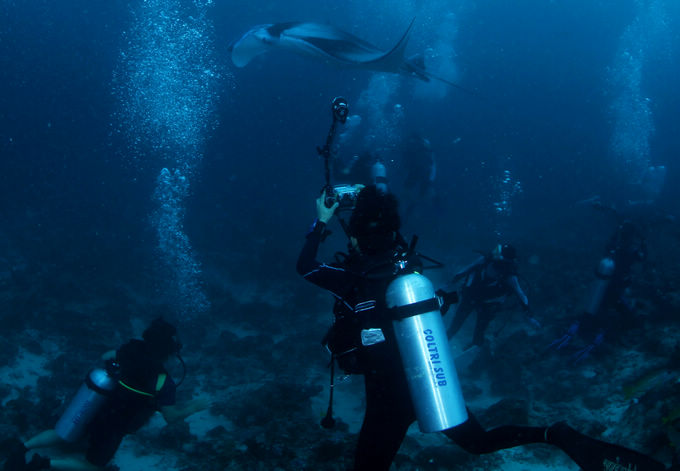 巨鲸轰炸机,鳐鱼战斗机