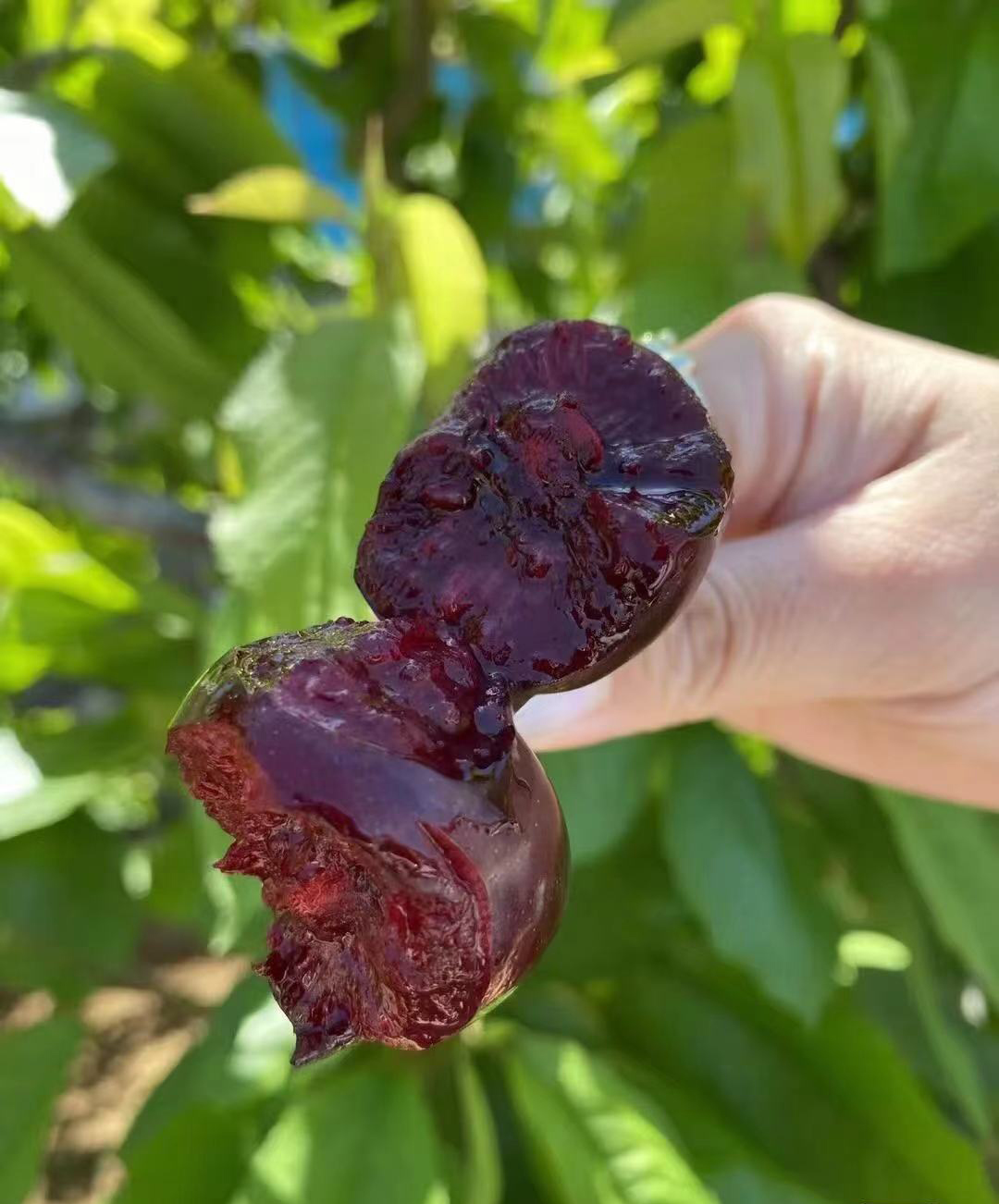 沈阳采摘樱桃园哪个最好玩,沈阳华仔大樱桃采摘园