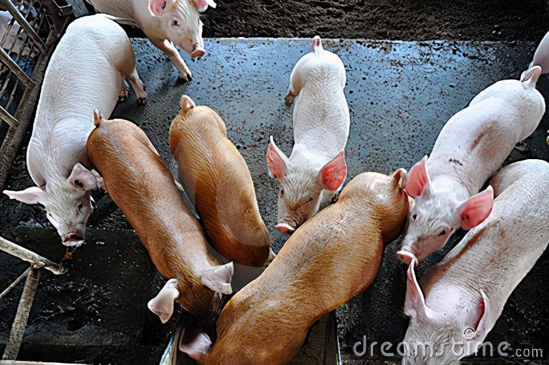 16岁当上赤脚兽医,我做的第一件事就是斗智斗勇给猪打针