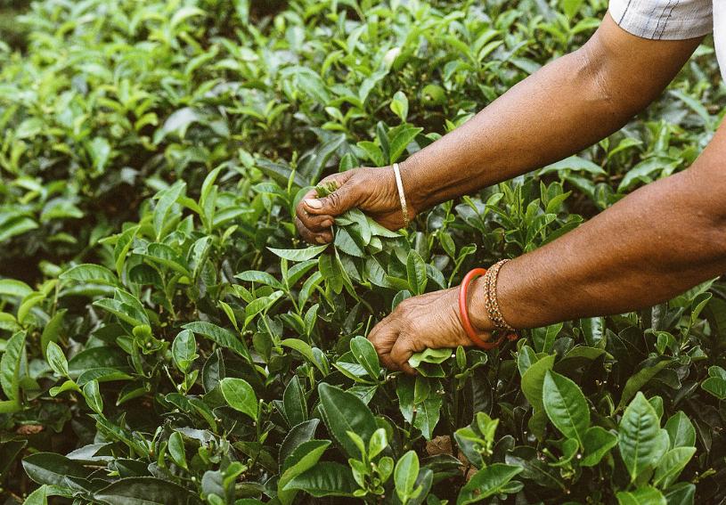 除了雪什么都有的宝石岛，仗义把港口借中国99年，支付宝通用！