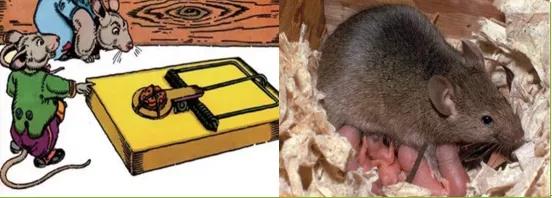 春夏交替,桂林天气闷,专家教您灭“四害”小窍门