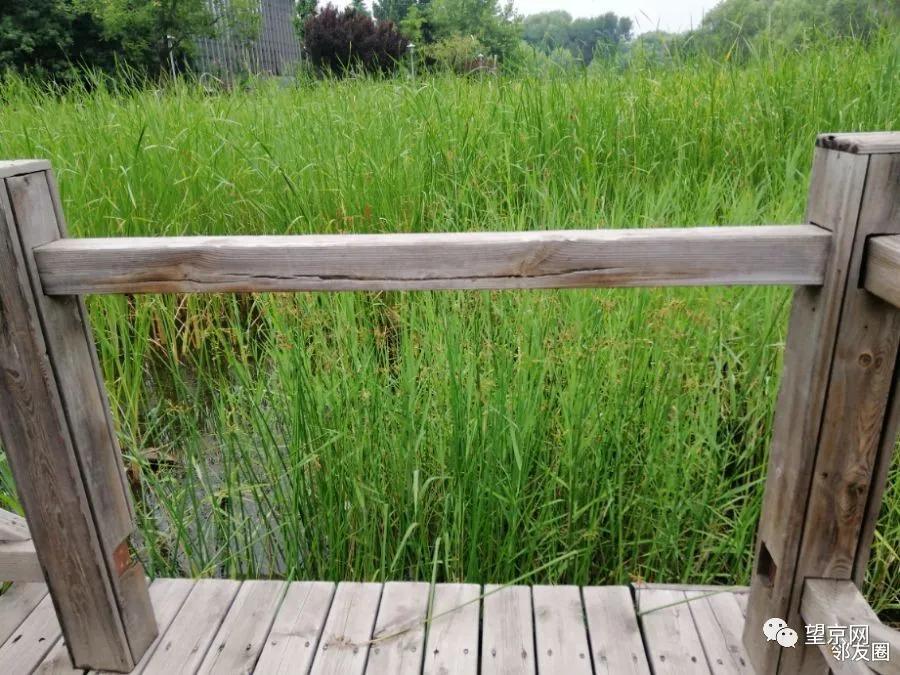 「今日望京」望湖公园这里太危险！望京小街最新实拍来了