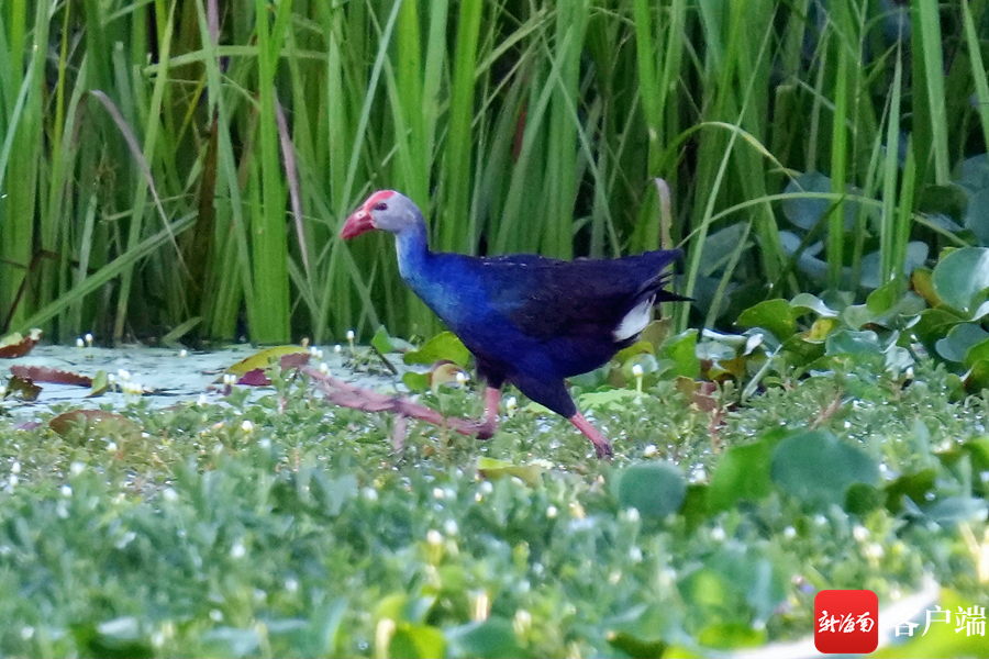 国庆棋子湾活动,十一活动劲爆嗨购等您来